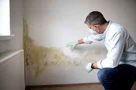 Best Black Mold Removal in Battle Ground, IN